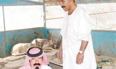سعودي يعتني بـ 10 ذئاب في منزله !