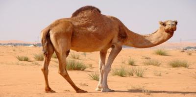 السعودية .. القبض على شخص يبيع "بوله" على أنه بول الإبل (صورة)