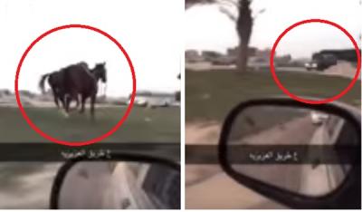 شاهد.. فيديو لحظة اصطدام سيارة عائلية بـ حصانين هائجين على طريق سريع في الخبر السعودية