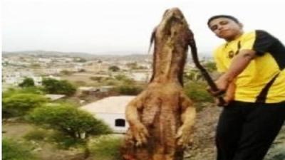 شاهد بالصور .. العثور على "سحلية عملاقة" في محافظة الضالع