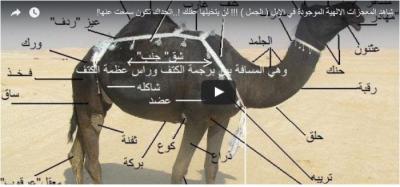 بالفيديو : شاهد المعجزات الالهية الموجودة في الإبل!!! لن يتخيلها عقلك !..