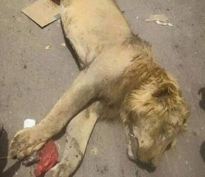 بالصورة : قصة "لبوة الأسد" الهاربة من حديقة الحيوان وكيف تعامل معها السكان في إب