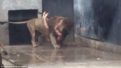 بالفيديو: عشريني ينتحر بتقديم نفسه وجبة للأسود