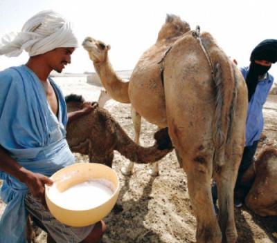 مفاجأة صادمة حول المتداول عن فوائد حليب الإبل