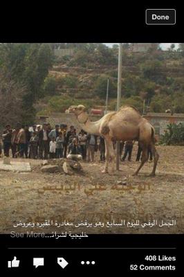 الجمل الوفي لليوم السابع وهو يرفض مغادرة المقبره وعروض خليجية لشرائه