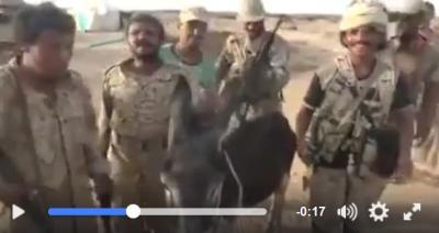اليمن : حمار آخر يقع في الأسر بيد قوات الشرعية الموالية لهادي (فيديو)
