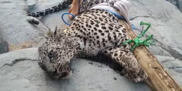 يمنيون يصطادون "نمر"عربي ويربطونه بطريقة مستفزة ومطالبات بحمايته(فيديو)
